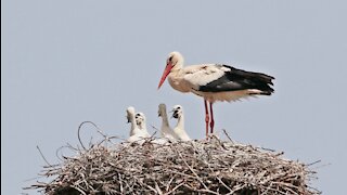 The stork feeds his children