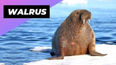 Walrus 🦭 An Impressive Animal Found In The Arctic #shorts