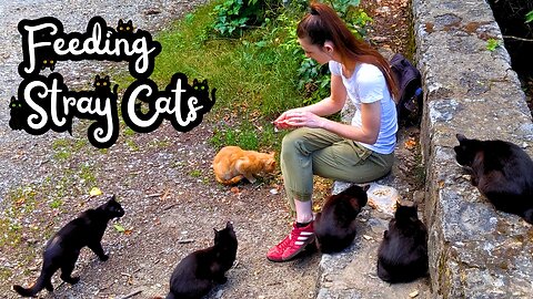 Hungry Stray Cats Flock to the Woman They Know Brings Food - Feeding Street Cats