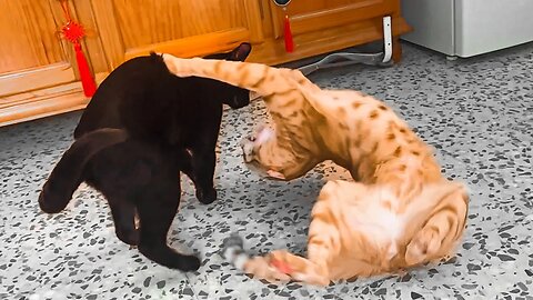 Epic Battle Of Cuteness: Black Kitty Vs Orange Tabby