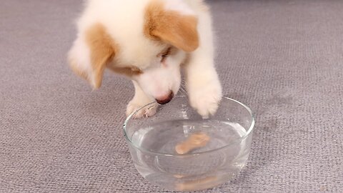 My dog challenges how to get food in a bowl full of water