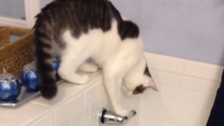 Incredible Cat Turns On The Bath