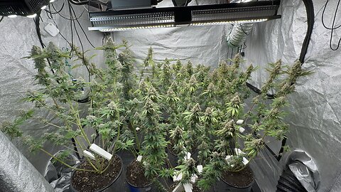 White Widow Lineonator Terp Daddy Rasta Kush