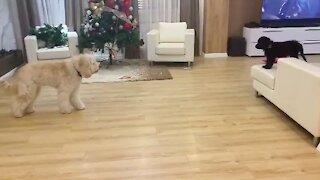 Goldendoodle stalks puppy, adorably chases after him