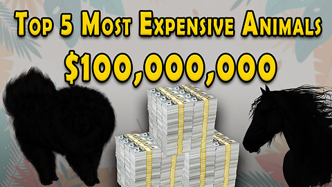 Top 5 most Expensive Animals !!!