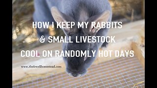 How I Keep My Rabbits and Small Livestock Cool