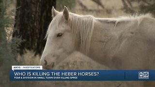 Heber-Overgaard horse killing spree divides community