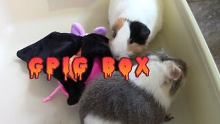 Gpig Box Unboxing Halloween October 2022 🎃