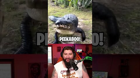 Man plays PEEKABOO with ALLIGATOR!