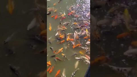 Gold Fish