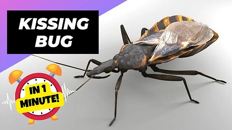 Kissing Bug - In 1 Minute! 🌊 One Of The Most Dangerous Insects In The World | 1 Minute Animals