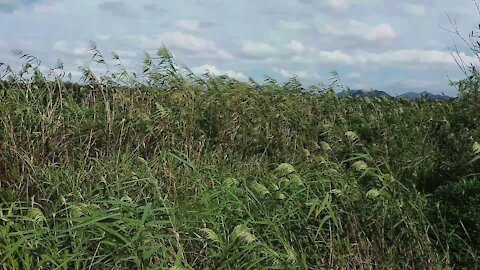 Windy reed forest before the rain.