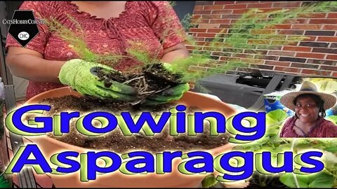 Growing Asparagus