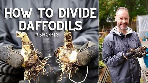 How to Divide Daffodils #shorts 😉