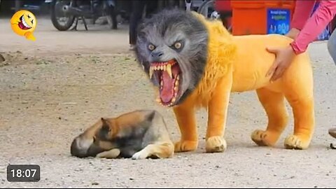 Troll Prank Dog Funny & fake Lion and Fake Tiger Prank To dog & Huge Box Prank to dog