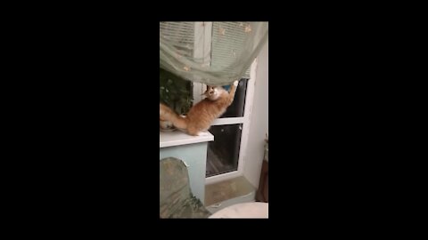 Maine Coon rides on curtains