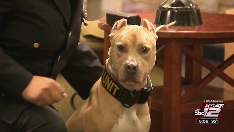 6 pit bulls graduate from narcotics training to become K-9s across US