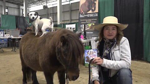 Dog and Pony show at the Idaho Horse Expo