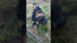 Cute dog goes for a walk😱🐶 (Vol.1) #shorts #short #viral #trending