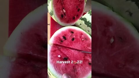 For you! 🍉👀#shorts #viral #trending #tiktok #garden #health