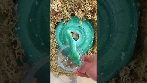Light Green Snake #foryou #amazing #snake #ytshorts #viral #trending #china