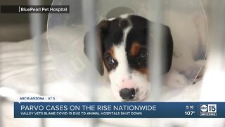 Animal hospitals seeing large rise in parvo cases