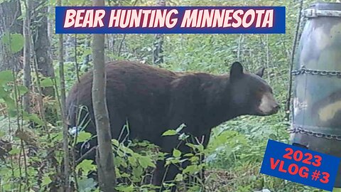 Minnesota Bear Hunting 2023 VLOG 3 | Things are heating up!