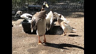 Duck yard compilation
