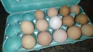 Preppers egg production and or saving for worse times.