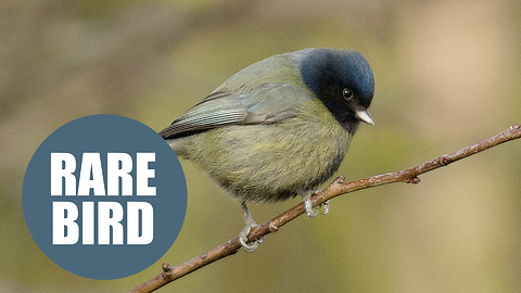 Remarkable photographs shows outstanding unique bird named as 'freak blue tit'