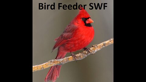 Florida Bird Feeder SWFL Live Camera HD