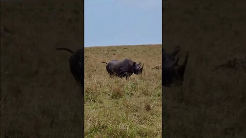 Black Rhino In The Maasai Mara #shorts | #ShortsAfrica