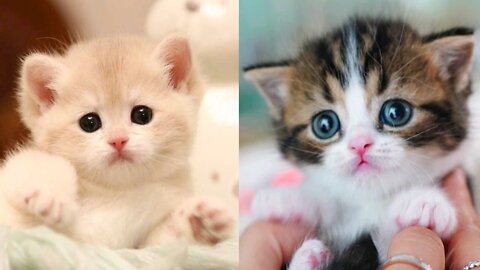 Baby cats are amazing creature because they are the cutest and most funny. I