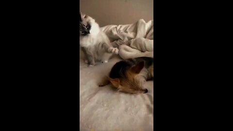 funny animais #dog #cats #playing