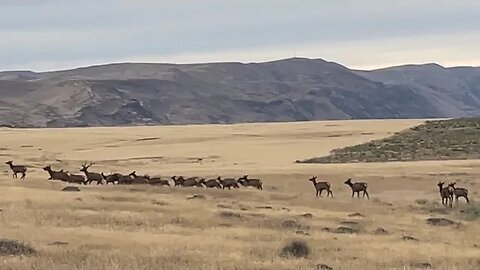 Mass Herd of Elk and its little buddies trying to catch up ⬆️