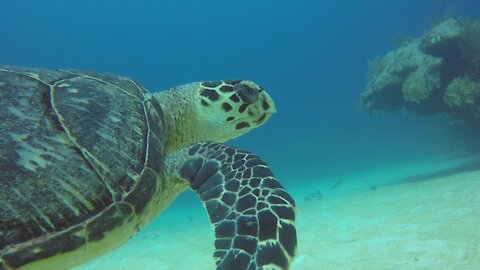 Beautiful endangered hawksbill sea turtle glides over the coral in Belize