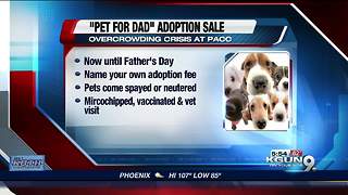 Pet for Dad adoption special at Pima Animal Care Center