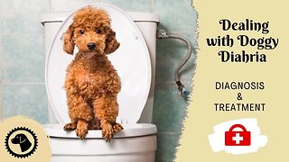 Dealing with Doggy Diahria; My Dog Won't Stop Pooping | DOG HEALTH 🐶 #BrooklynsCorner