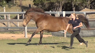 Horse plays with her owner