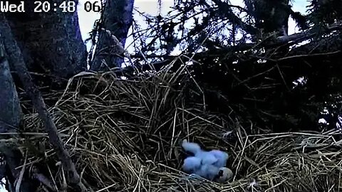 Two Owlets and One Pip 🐥🐥🐣 04/12/23 20:47