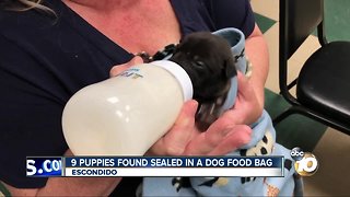 9 puppies found sealed in dog food bag