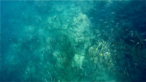 Snorkeling bonhomie resort davao oriental philippines