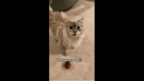 For a cat, she’s really dogged about playing fetch. #cat #cats#catswhoyell #talkingcat #fetch