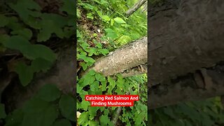 Catching Red Salmon Finding Mushrooms Alaska #mushrooms