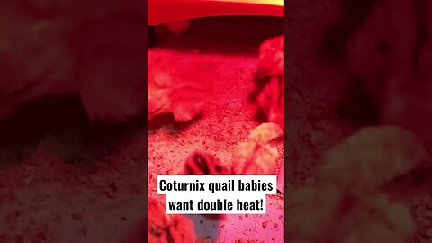 Coturnix quail want double heat #egglayers #quail