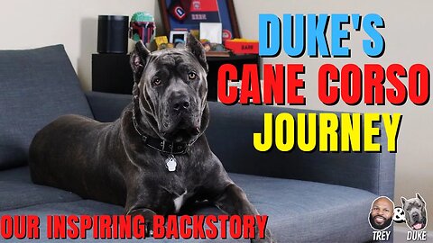 Duke's Cane Corso Journey: Unveiling Our Inspiring Backstory