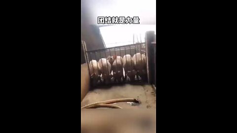 A group of cute piglets are exercising to open doors and escape