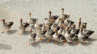 Embouteillage de canards!