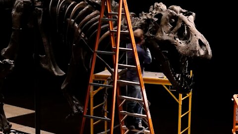 Tyrannosaurus Rex Bones Set To Fetch $8M At Auction