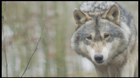 Wolf Entry in Forest